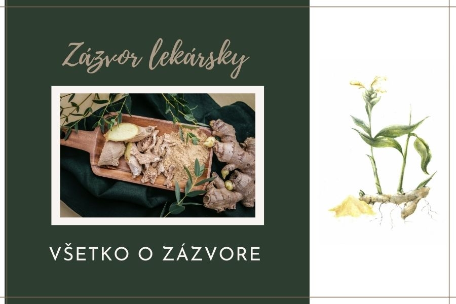 Týždeň s korením: Zázvor